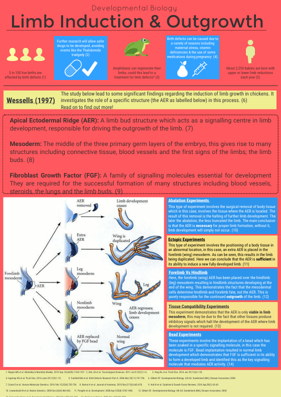 Limb Bud Induction &amp - Apical Ectodermal Ridge (561x794), Png Download