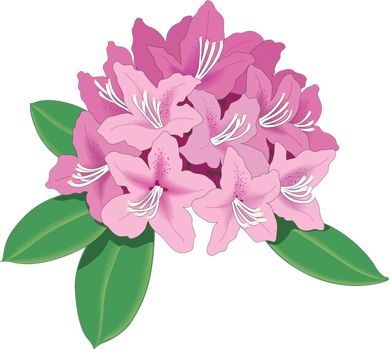 Library Rhododendron Clip Art Flower Transprent Png - Rhododendron Clip Art (800x718), Png Download