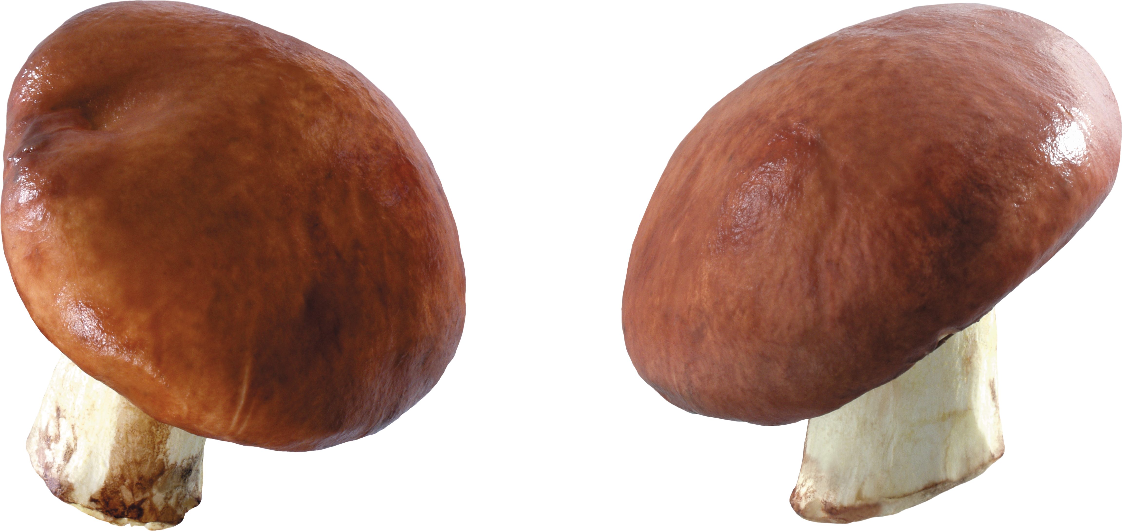 Free Png Mushroom Png Images Transparent - Mushroom (850x403), Png Download