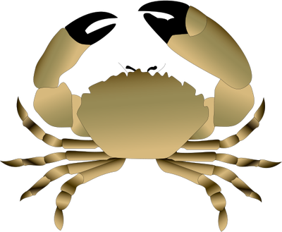 Crab Illustration - Stone Crab Clip Art (400x329), Png Download
