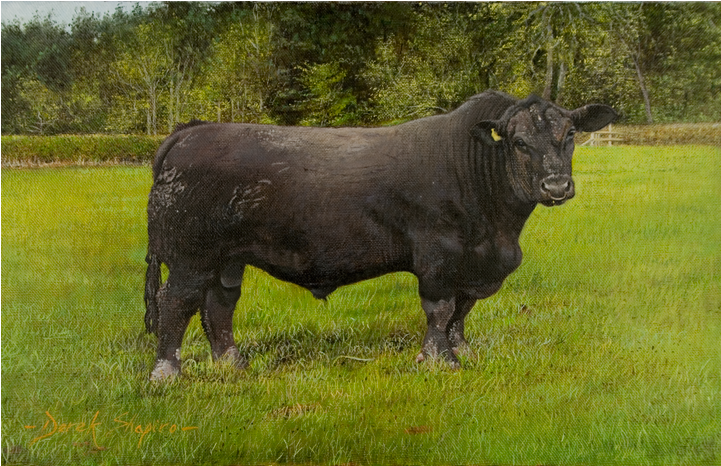 An Angus Bull - Bull (960x640), Png Download