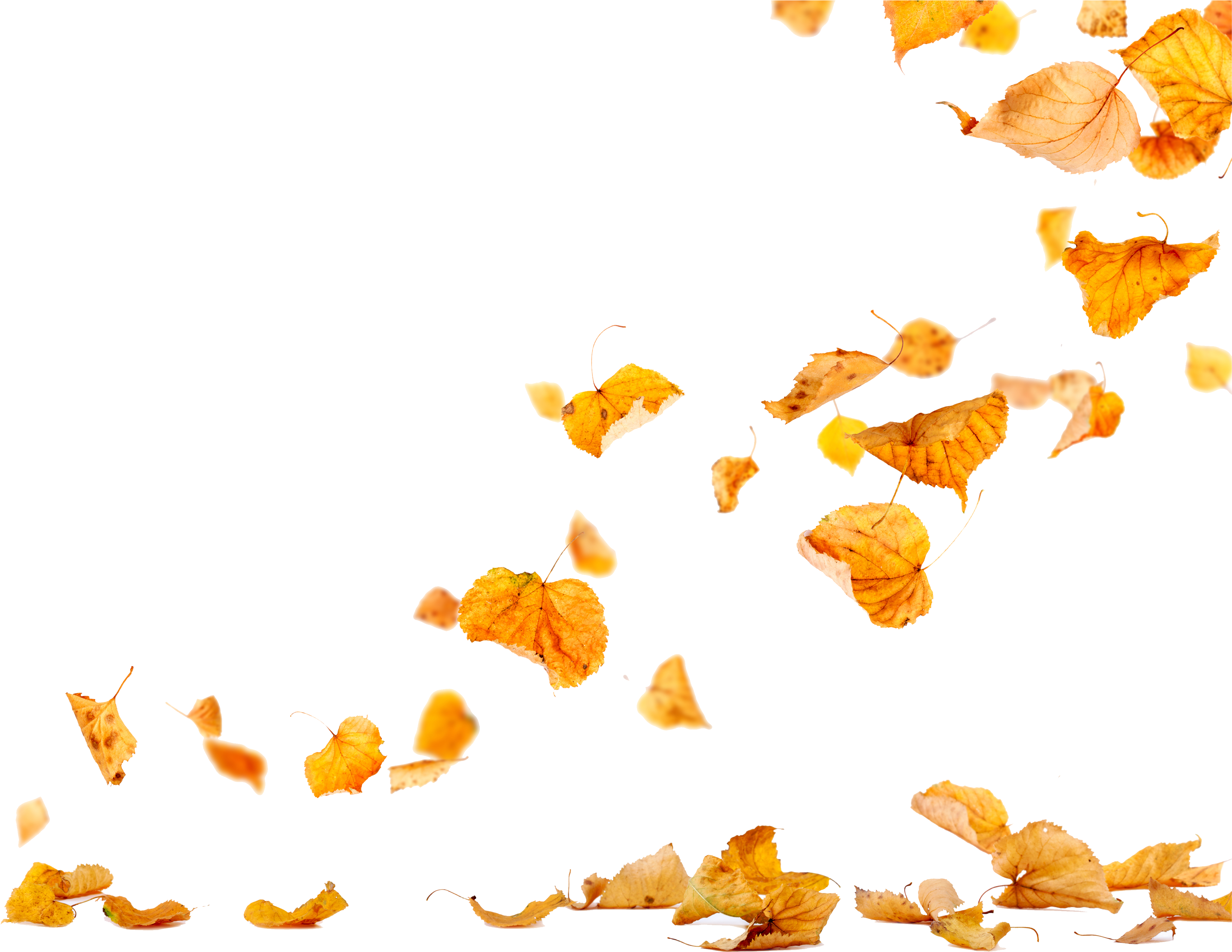 The Gallery For > - Leaves In Wind Png (4961x3508), Png Download