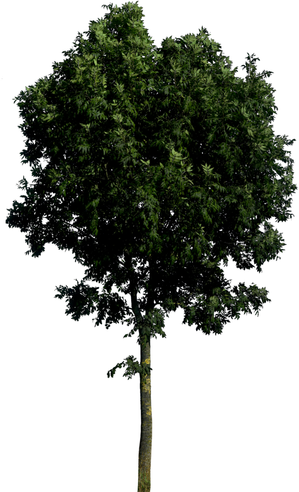 Tree - Tree Photoshop Png (600x984), Png Download