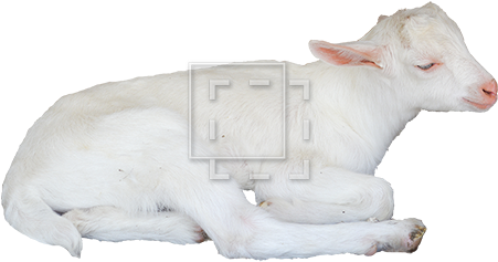 Parent Category - Goat (450x450), Png Download