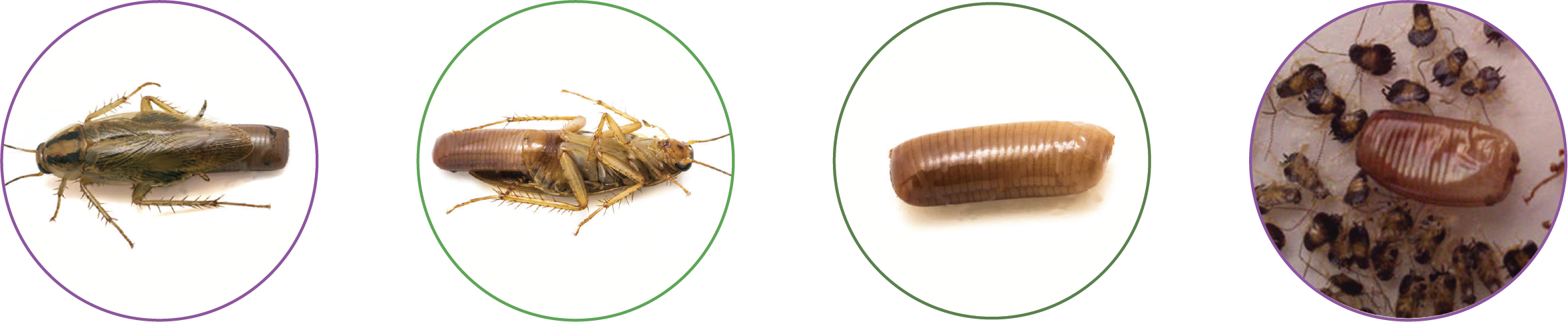 Considerada La Plaga Doméstica De Mayor Importancia - Crane Flies (2355x484), Png Download