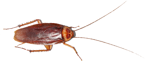 Cucaracha Americana Cucaracha-americana - Palmetto Bug Bugs That Look Like Roaches (500x303), Png Download