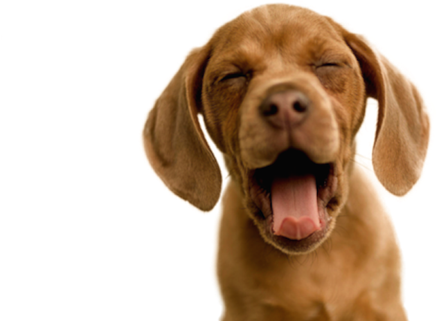 Tfw Is A Mini Personal Essay Series I'm Try To Do On - Sono Ta Batendo (800x800), Png Download