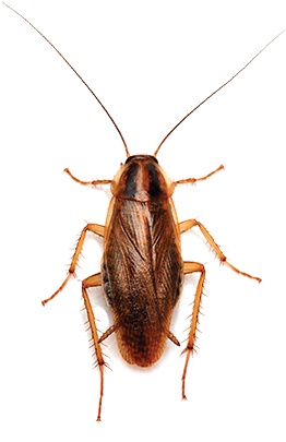 ชนิด แมลงสาบ (288x421), Png Download