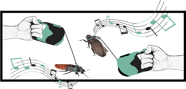 Cucaracha De Madagascar - Madagascar Hissing Cockroach (708x349), Png Download