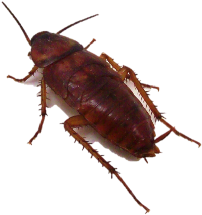 Como Lo Evitamos - Roaches In Az (884x637), Png Download
