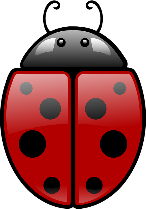 Cucaracha - Simetria De Una Mariquita (506x720), Png Download