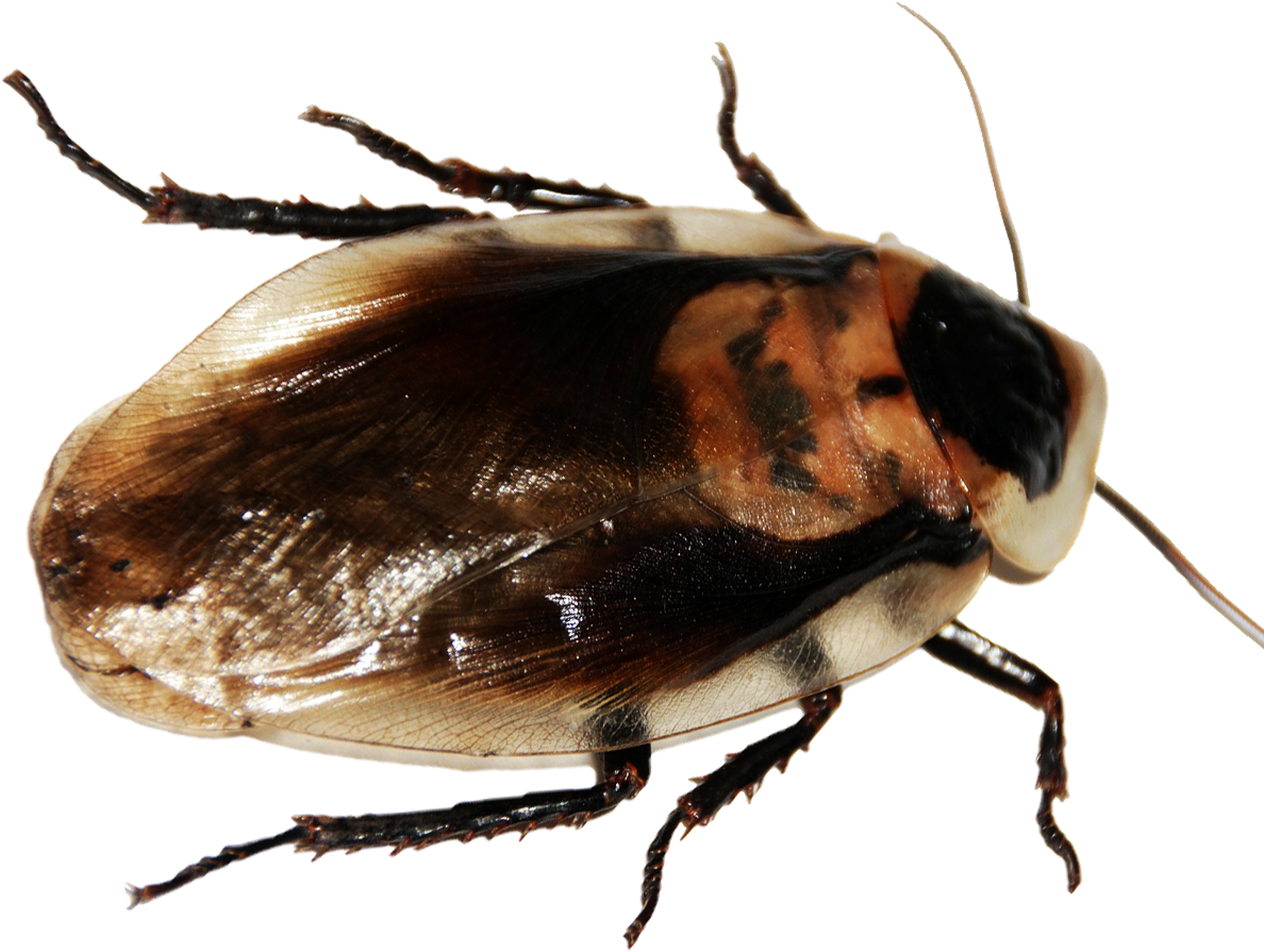 Leche De La Cucaracha Un Superalimento Del Futuro - Metamorphosis By Frank Kafka 9781537599762 (paperback) (1190x1189), Png Download