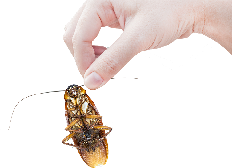 Fumigación De Cucarachas En Panamá - Cockroach (1029x684), Png Download