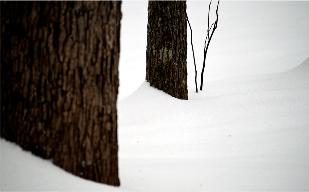 Snow Drift And Trees - Snow (1000x750), Png Download