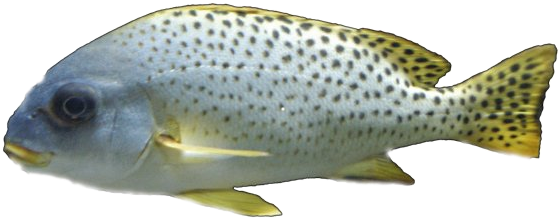 Hacer Un Gráfico En Gimp - Pez Con Fondo Blanco (600x400), Png Download