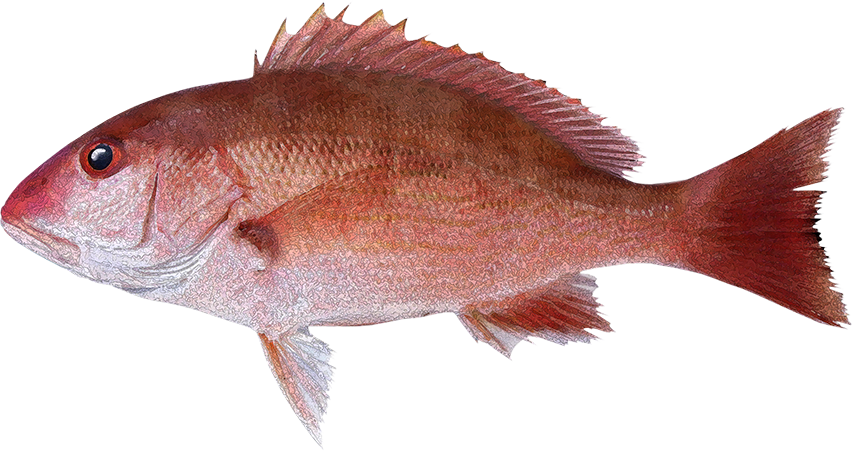 Peces Del Mar Peruano (852x451), Png Download