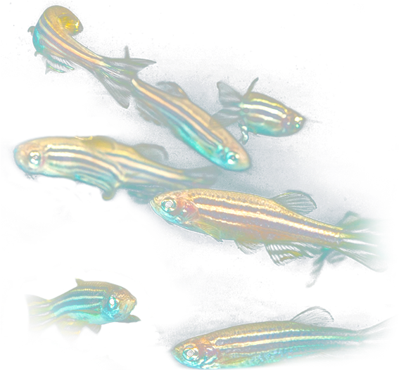 Originario Del Sureste Asiático, Las Principales Características - Pez Cebra (575x525), Png Download