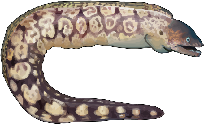 Morena - Morena De Mar Dibujo (700x495), Png Download