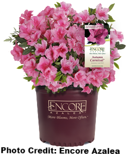 Load Image Into Gallery Viewer, Azalea X 'encore' Autumn - Encore Azalea Autumn Fire, 3 Gal (350x350), Png Download