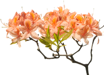 Bigstock Orange Azalea - Azaleia Laranja (428x284), Png Download