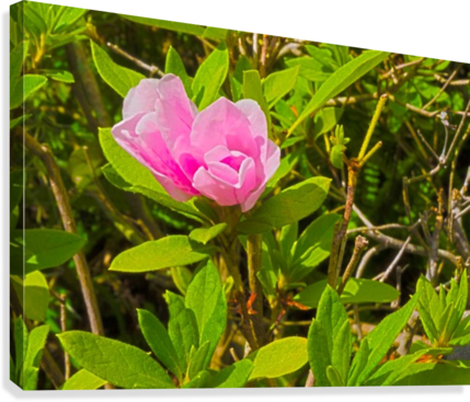 Hdr Azalea Bud 2 Canvas Print - Photograph (429x367), Png Download