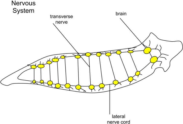 Planaria Nervous - Sistema Nervioso De La Planaria (800x600), Png Download