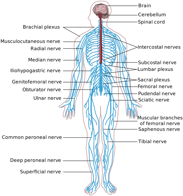 The Peripheral Nervous System Is The Part Of The Nervous - Nervous System Diagram Unlabeled (806x800), Png Download