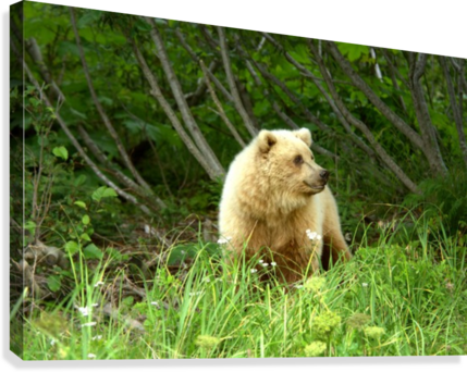 Two Year Old Grizzly Canvas Print - Punxsutawney Phil (429x342), Png Download