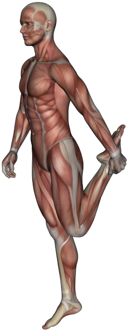 Pnf Or Proprioceptive Neuromuscular Facilitation Stretching - Sketch (1010x757), Png Download