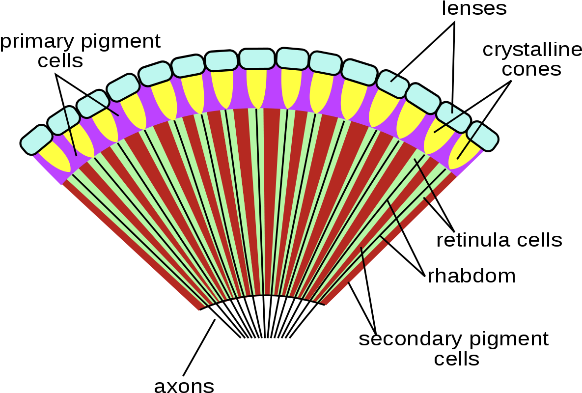 Insect Compound Eye Diagram (1200x974), Png Download