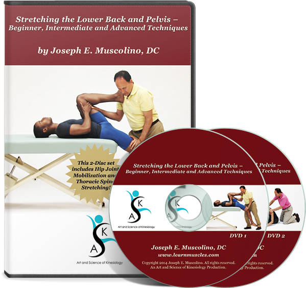 Stretching The Lower Back And Pelvis Beginner, Intermediate - Joint Mobilization Of The Lower Extremity [book] (603x576), Png Download
