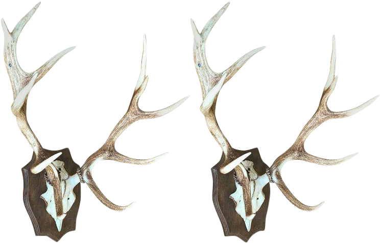 Jpg Royalty Free Download Distinguished Of Mounted - Antler (828x528), Png Download