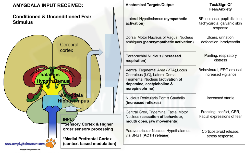 Amydala And Limbic System Response To Fear And Signs - Stress Response Limbic System (960x600), Png Download