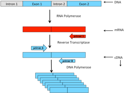 Reverse Transcriptase Polymerase Chain Reaction Of - Rt Pcr (480x360), Png Download