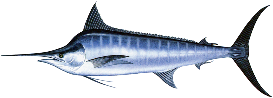 Marlin - Black Marlin Makaira Indica Price (960x385), Png Download