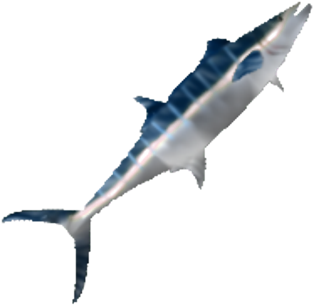 Marlin - Atlantic Blue Marlin (420x420), Png Download