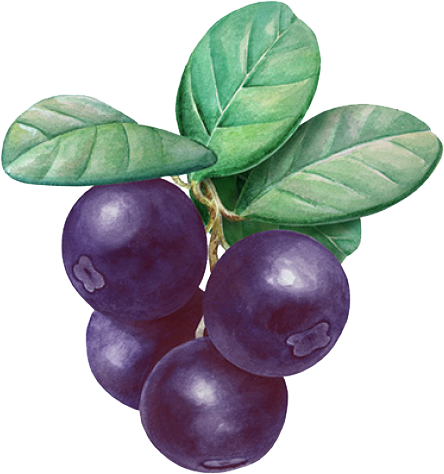 Açaí, Uno De Los Alimentos Más Completos Y Saludables - Acai Fruta (444x474), Png Download