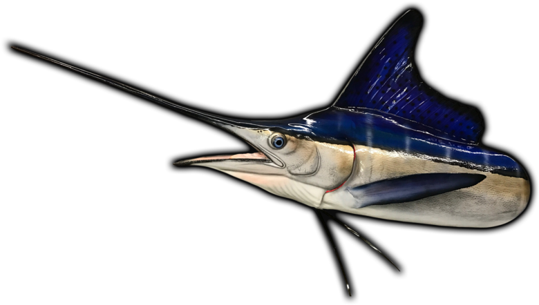 White Marlin Fish Mount (800x462), Png Download