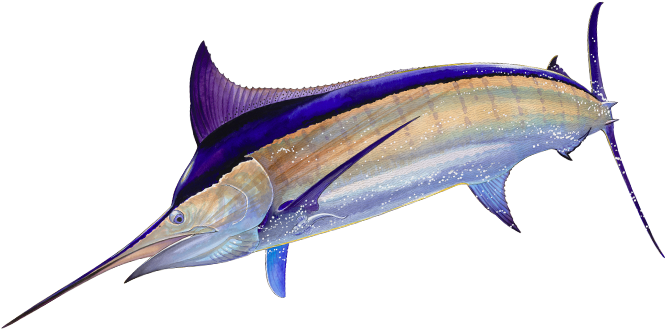 Blue Marlin - Guy Harvey Paintings (700x345), Png Download