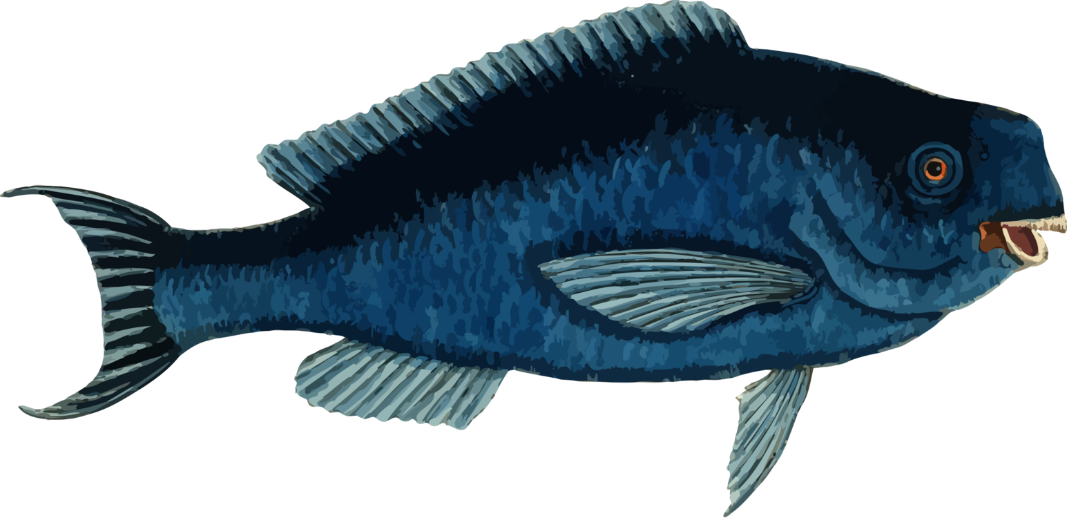 Blue Parrotfish Tropical Fish Atlantic Blue Marlin - Parrot Fish Clipart (1545x750), Png Download