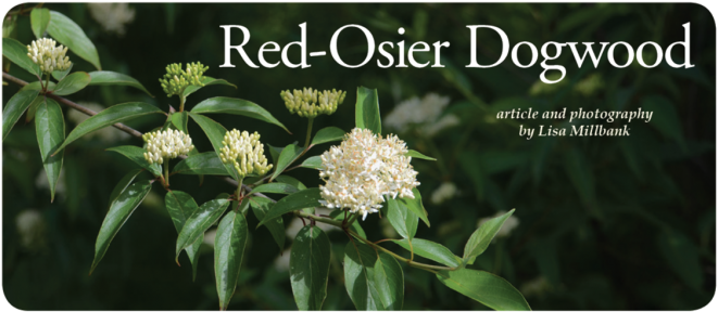 I Stood On The Marys River Bridge In Corvallis On A - Red Osier Dogwood (670x291), Png Download