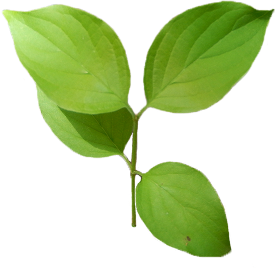 Roughleaf-dogwood - Tree (845x701), Png Download