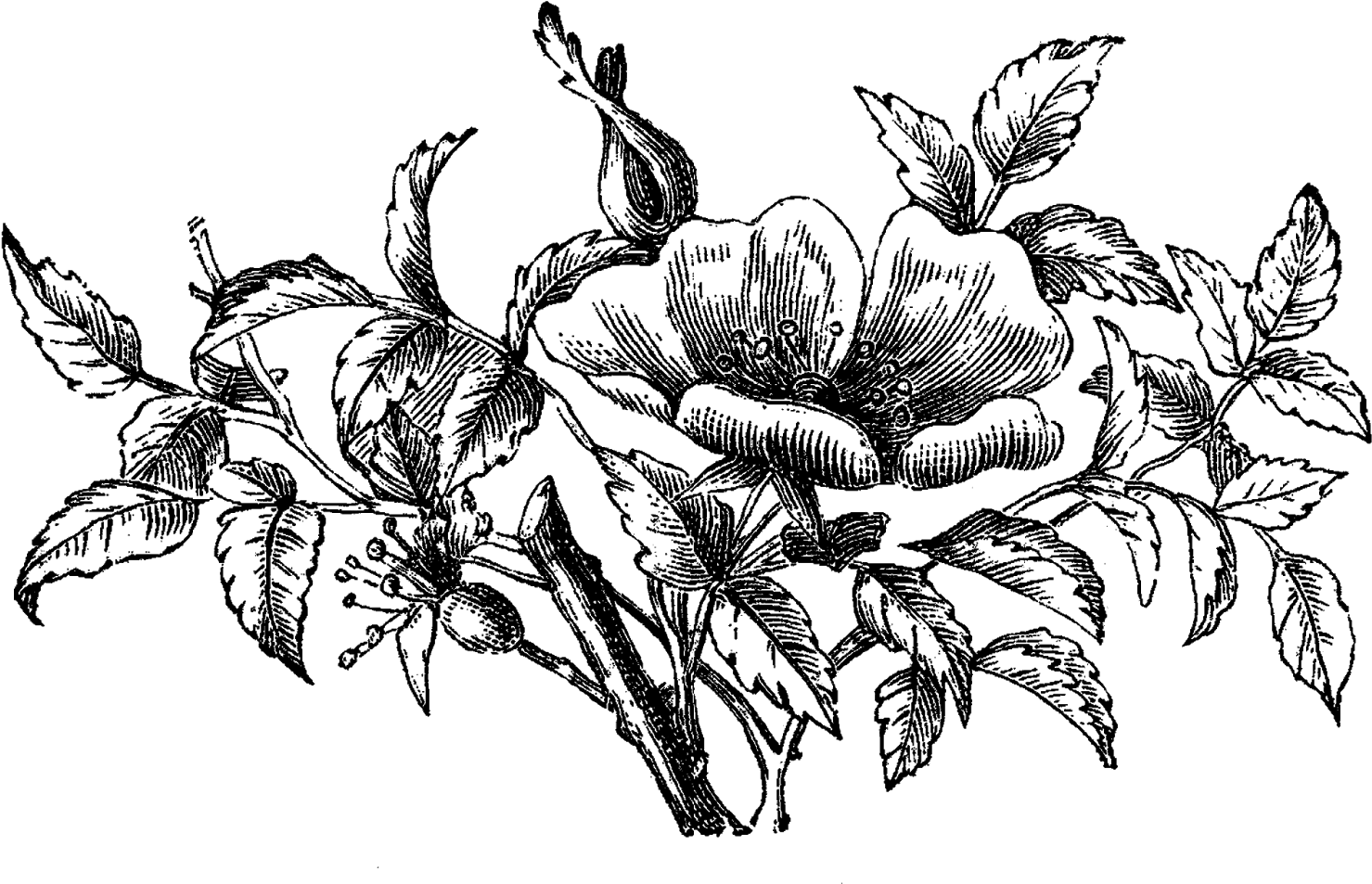 Digital Wildflower Downloads - Size? (1600x1018), Png Download