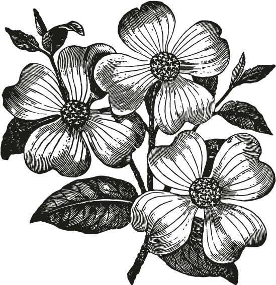 Flowering Dogwood Drawing Clip Art - Dogwood Flower Clip Art (696x696), Png Download
