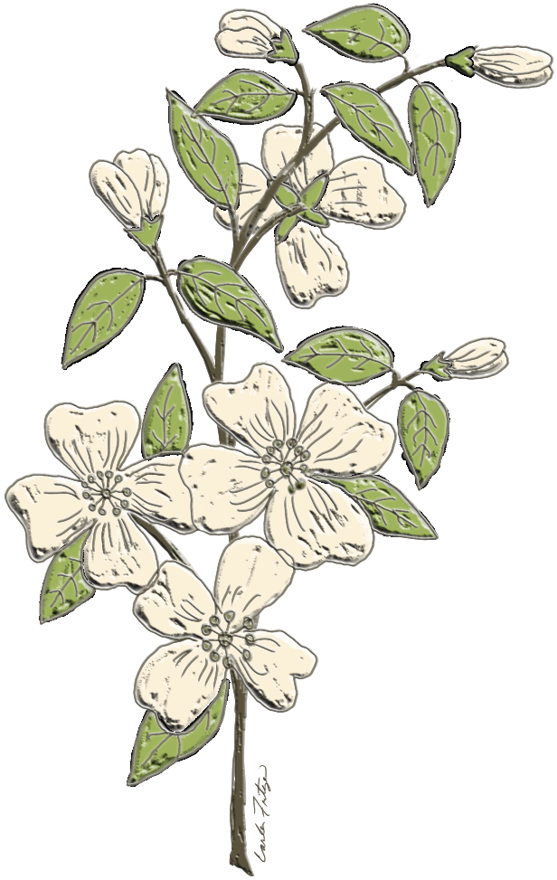 Dogwood Flowers Branch Floral Freetoedit - Flowering Dogwood (1024x1024), Png Download