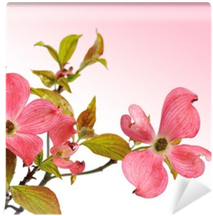 Flowering Dogwood (400x400), Png Download