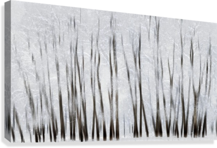 Abstract Trees With Motion Blur - Abstract Trees With Motion Blur; Alberta, Canada Poster (429x292), Png Download