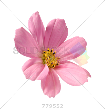 Stock Photography (340x353), Png Download