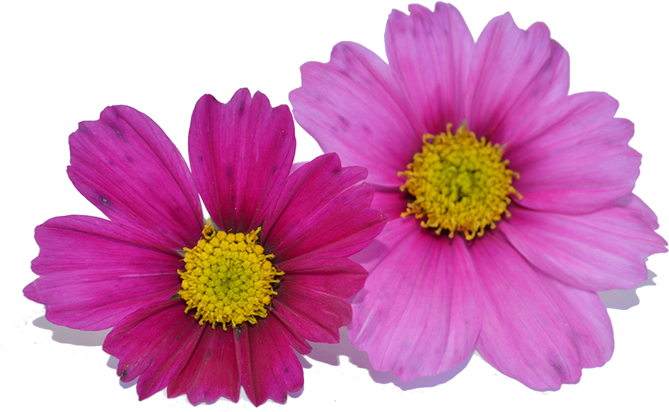 Fleur Cosmos Png (1080x715), Png Download