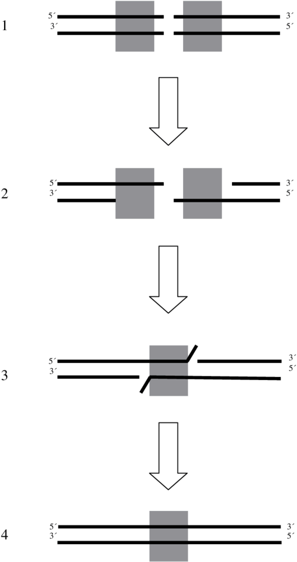 Recombination Is Initiated By A Double-strand Break - Synthesis-dependent Strand Annealing (850x1263), Png Download